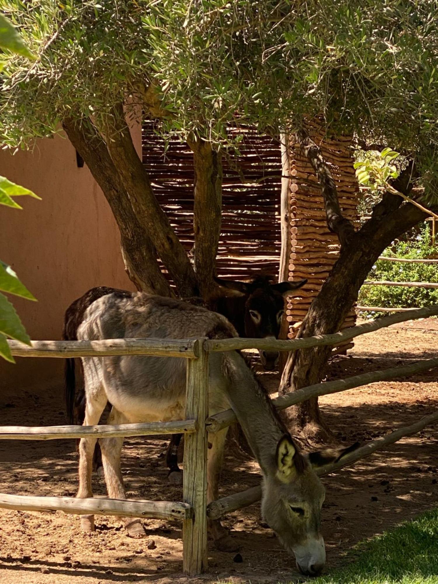 Jardin Sakina - Chambre D'Hotes Oulad Moumene ภายนอก รูปภาพ