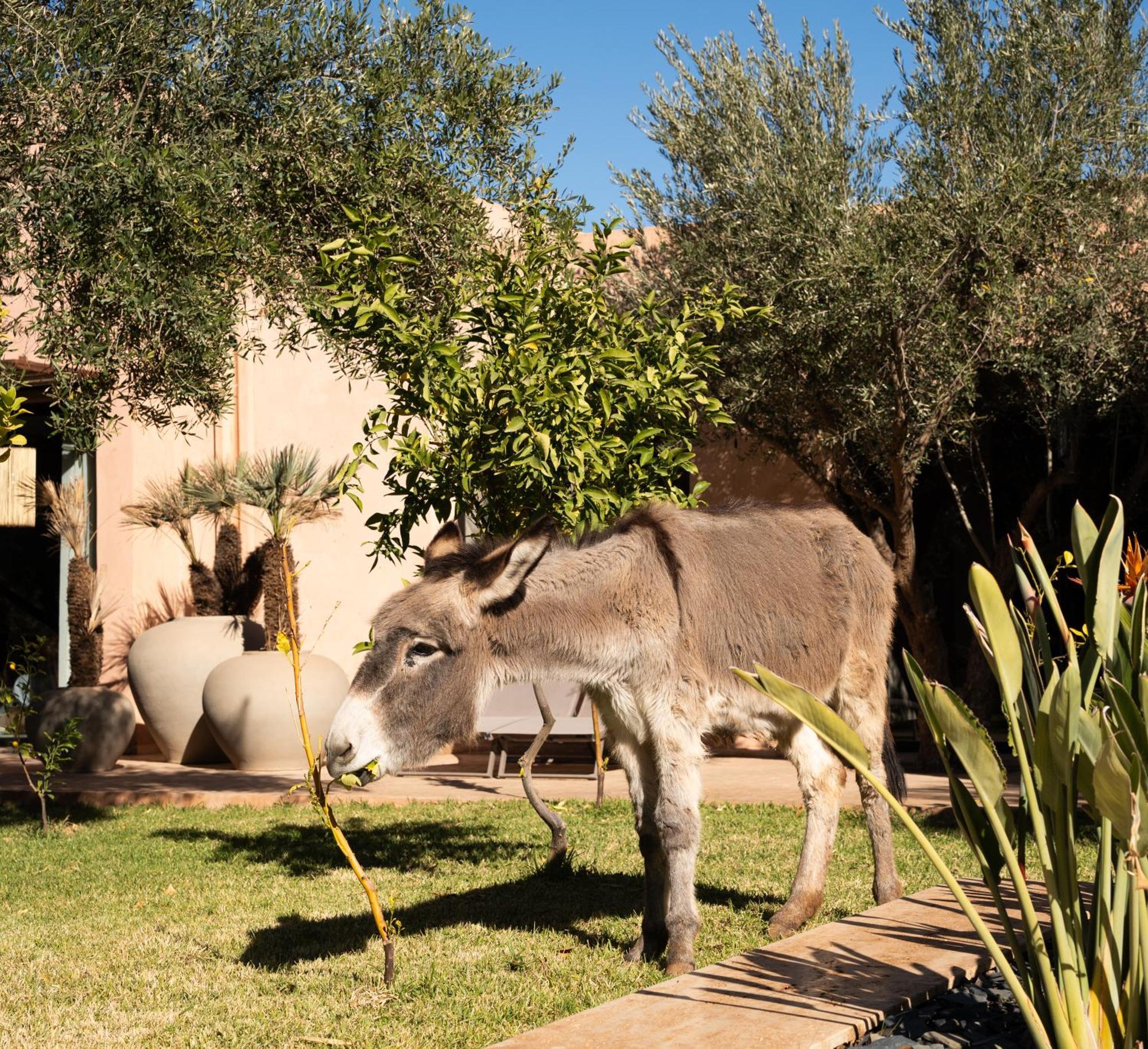 Jardin Sakina - Chambre D'Hotes Oulad Moumene ภายนอก รูปภาพ